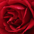 Czerwony  - Róża pnąca climber - Demokracie